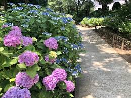 Here are our top 10 plants for shade in the in a sheltered, shady position, this evergreen ground cover plant can flower all through the year. The Best Shade Plants In Florida Miami Landscaping Experts