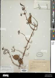 Image result for Landolphia congolensis