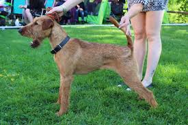 Image result for irský teriér