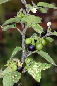 Image result for Solanum litoraneum