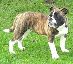 Looking to get a pup. Victorian Bulldog Information And Pictures Victorian Bulldogs Victorian Bulldog Bully Breeds Dogs English Bulldog Puppies