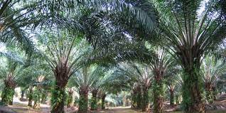 Gambar latar dan templat powerpoint ppt daun untuk presentasi anda. Penyakit Kelapa Sawit Elaeis Guineensis Fastgrow Fertilizer
