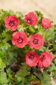Cranesbill Geranium Cinereum Jolly Jewel Salmon From Growing Colors Geraniums Beautiful Flowers Blooming Plants