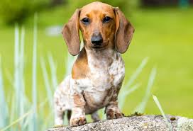 As a central florida dachshund breeder, we are excited to offer a variety of miniature dachshund puppies, colors and coats. Dachshund Colors Patterns And Markings Playbarkrun