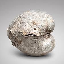 Image result for Tridactyle virginea