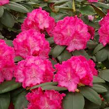 Rhododendron Germania Hardy Hybrid Rhododendron