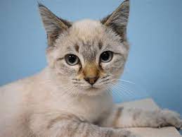 Outreach I Am Available For Adoption At The Cascade Station Petsmart On 9721 Ne Cascades Pkwy In Portland Come Meet M Little Kittens Adoption Humane Society