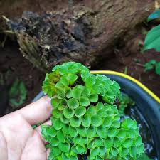 Tanaman ini mampu meningkatkan produksi oksigen, meneduhkan, serta menjaga kelancaran aerasi bagi ikan koi.di musim semi, tanaman yang terendam bisa menjadi 'tempat bertelur darurat'. Jual Tanaman Airtanaman Untuk Kolam Ikan Kab Bogor Jayatamanindah Tokopedia