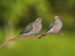 You might ask this question of someone who is only there on a temporary basis. Mourning Dove Indiana Audubon Society