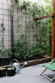Reo Mesh Used For Climbing Plants Pinned To Garden Design Walls Fences Screens By Courtyard Gardens Design Small Courtyard Gardens Vertical Garden Design