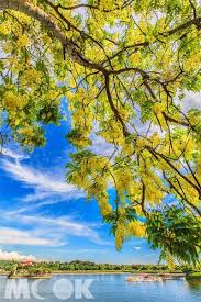 May 23, 2021 · 台南市政府23日召開防疫會議，由台南市長黃偉哲召集各局處首長，盤點目前防疫整備及滾動式檢討防疫作為，黃偉哲市長表示，盤點各局處防疫. å°å—ç¨æœ¨èˆŸç¯€æš'å‡éŠå°å—å¿…çœ‹ Mookæ™¯é»žå®¶