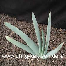 Maybe you would like to learn more about one of these? Aloe Plicatilis Seeds Uhlig Kakteen More Than 5 000 Different Species