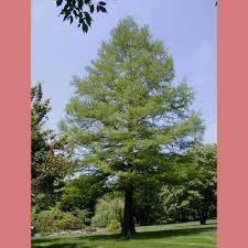 Image result for Taxodium