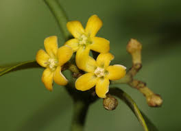 Image result for Secamone brevipes