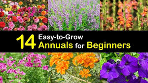 We did not find results for: 14 Easy To Grow Annuals For Beginners