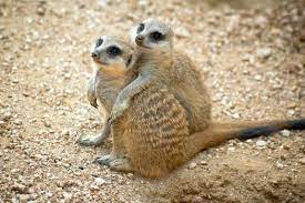 Photos Feeling The Love At The Houston Zoo Houston Zoo Zoo Animals