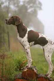 An Entry From Chimney Smoke Dogs Dog Breeds Beautiful Dogs