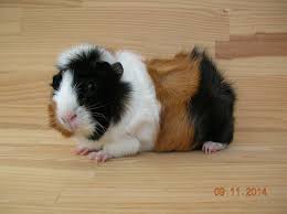 Pin On Guinea Pigs