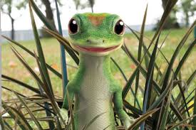 Amy klobuchar has no interest in the presidency. Geico Lizard Quotes Quotesgram