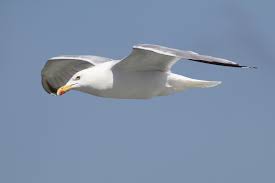 Seagull flying shape unfinished wood craft cutouts variety of sizes artistic craft supply artisticcraftsupply. Seagle Free Image Peakpx