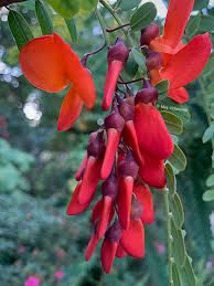 Image result for Sesbania punicea