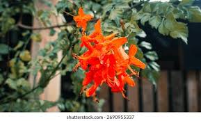Image result for Tecomaria nyassae