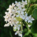 Image result for Ixora fastigiata