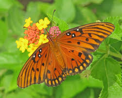 Black And Yellow Striped Caterpillar Georgia Gulf Fritillary On Lantana In 2020 Lantana Yard Nature