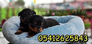 Rottweiler Ozellikleri Rottweiler Rottweiler Yavrulari
