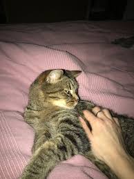 Lediana Adli Kullanicinin Chats Panosundaki Pin Komik Kedi Resimleri Hayvanlar Kedi
