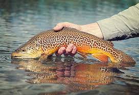 Tiger Trout Toned Trout Fish Catching Fish
