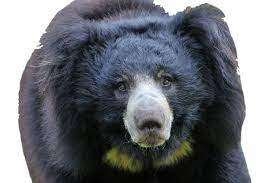 Pinnawalla Zoo Png Transparent Image Image Black Bear Zoo