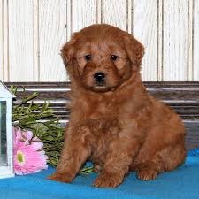 Feel free to browse hundreds of active classified puppy for sale listings, from dog we provide advertising for dog breeders, puppy sellers, and other pet lovers offering dogs and puppies for sale. Fuzzy Minigoldedoodle Goldendoodle Puppy Mini Goldendoodle Puppies Puppies