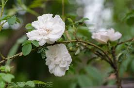 Perpetual white moss is a direct sport of autumn damask. Types Of Roses