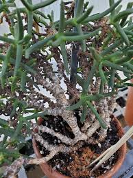 Image result for Hereroa