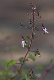 Image result for Aeollanthus rehmannii