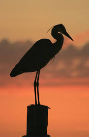 Black And White Bird With Big Orange Beak Heron Silhouette Silhouette Painting Heron Tattoo Heron
