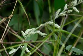 Image result for Aerva leucura