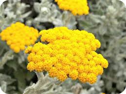 Image result for Helichrysum adenocarpum