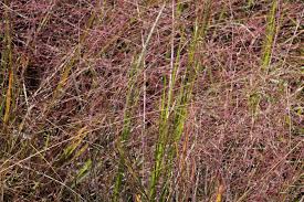 Image result for Eragrostis schweinfurthii