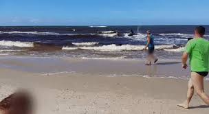Kill one, warn the rest. A Wild Boar Came Out Of The Baltic Sea To Reign Terror On Beachgoers