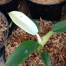 Jual Tanaman Philodendron Katak Variegata Philo Katak Variegata Kota Batu Wijayakusuma Store Tokopedia
