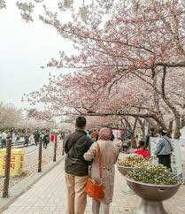 Biasanya, festival ini digelar selama sepuluh. Tempat Menarik Ketika Musim Bunga Di Korea Jinhae Cherry Blossom Festival 2019 Husniey Husain