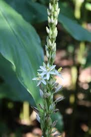 Image result for Chlorophytum nubicum