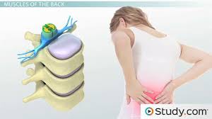 The cervical spine has 7 stacked bones called vertebrae, labeled c1 through c7. Function Anatomy Of The Muscles Of The Face Neck Back Video Lesson Transcript Study Com