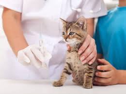 Kitten zu entwurmen, gehört zu einem gesunden start ins leben dazu. Warum Der Impfschutz Bei Katzenbabys So Wichtig Ist