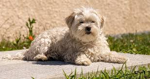 La Reine De La Maison Surveille Le Jardin Elle N Est Jamais Tres Loin Quand Je Jardine Quel Est Votre Animal De Compagnie Qui Ne Manque Aucun Animals Dogs