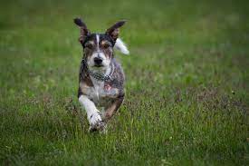 Dachshund Terrier Mix Dorkie Welcome To The Sausage Dog World