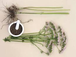 Image result for Valerian Root