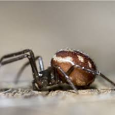 These look a lot like black widows, but they don't have the red hourglass. Steatoda Grossa False Black Widow Spider Usa Spiders